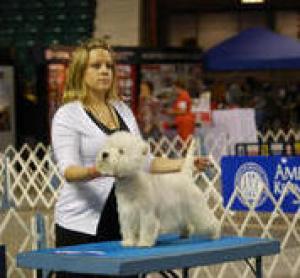 AKCChampionSiredWestiePups